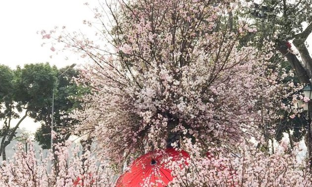 Das Japan-Hanoi Kirschblüten-Fest im Jahr 2019