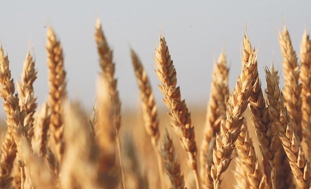 Die USA siegen gegen China beim Streit über Getreidesubventionen