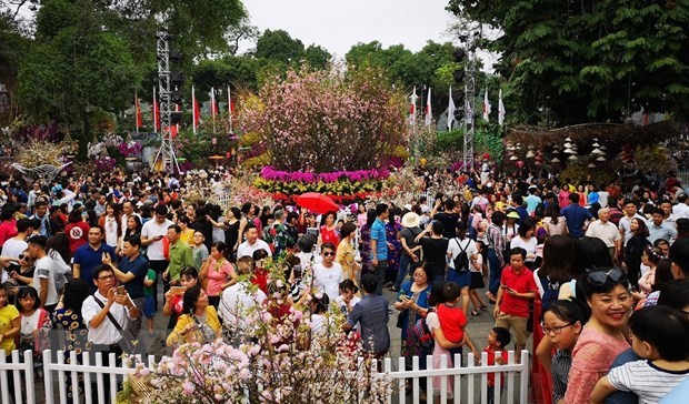 Rekord für das japanische Kirschblütenfest in Hanoi