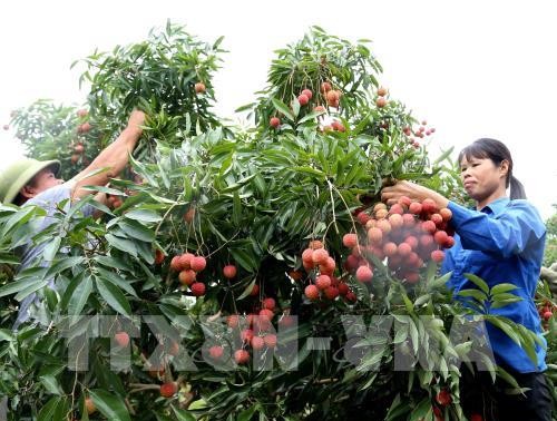 Ertragreiche Litschi-Ernte der Bauern in Bac Giang