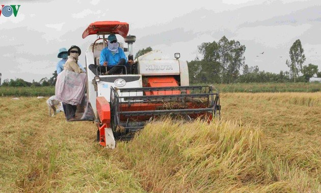 Mekong-Delta garantiert die nationale Lebensmittelsicherheit