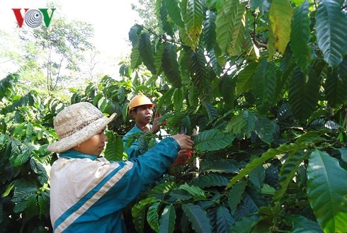 Effektivität der öffentlich-privaten Partnerschaft bei der nachhaltigen Kaffeeproduktion in Dak Lak