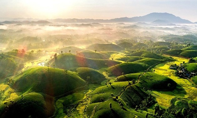 Schönheit der Tee-Hügel Long Coc in der Provinz Phu Tho