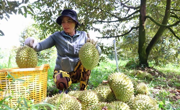Das erste Durian-Fest in der Provinz Dong Thap