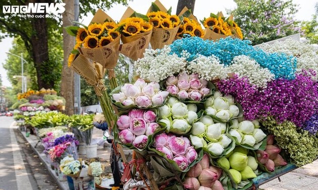 Die Schönheit der Lotusblumen in Hanoi