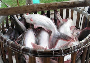 Sản phẩm cá da trơn của Việt Nam bị áp thuế cao phi lý tại Mỹ 
