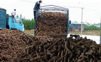 Việt Nam có thể thu về 2 tỉ đô la từ xuất khẩu sắn 