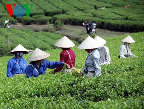Sản xuất chè theo tiêu chuẩn VietGap ở tỉnh Tuyên Quang