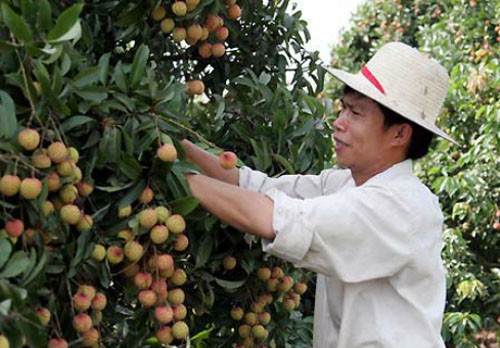 Вьетнам экспортирует в США первую партию личи в мае текущего года