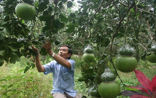 Внедряются научно-технические достижения в сельскохозяйственное производство в дельте реки Меконг