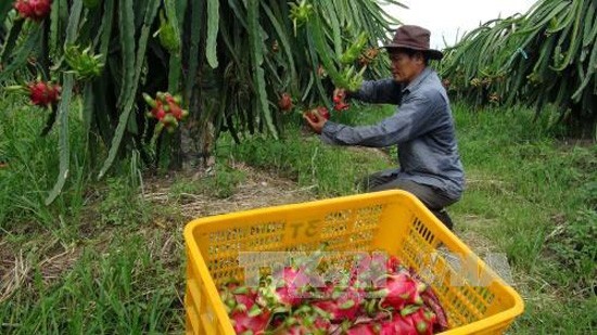Австралия позволит импортировать свежие фрукты питайи из Вьетнама 