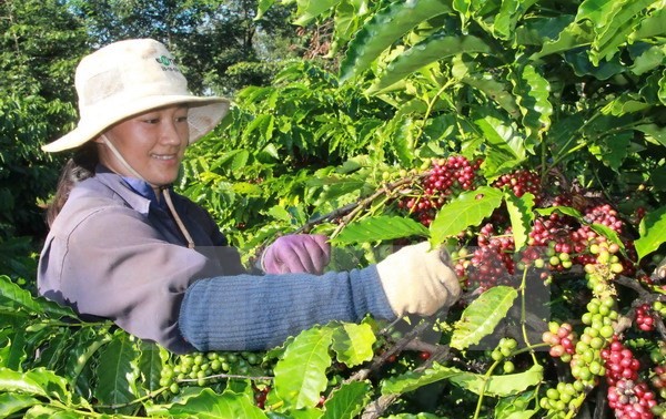 Бразилия импортирует кафе Робуста из Вьетнама