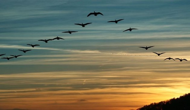 Программа «Добро пожаловать,  перелетные птицы» подчеркивает важность охраны данных видов птиц