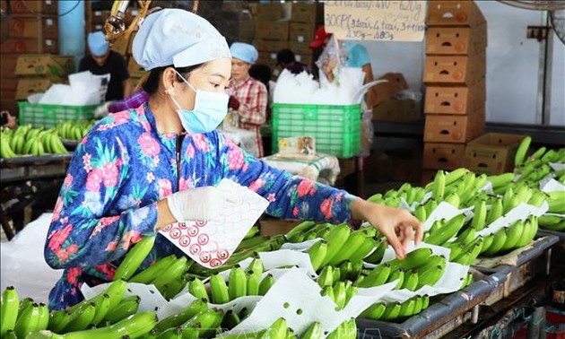 Объем экспорта вьетнамских овощей и фруктов достиг почти 2 млрд. долларов
