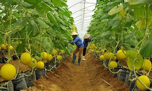 Provinsi Binh Duong Mengembangkan Rantai Produksi dalam Memasarkan Hasil Pertanian