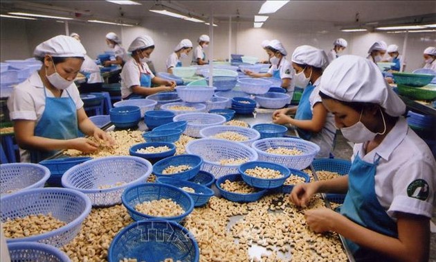Vietnam Mempertahankan Posisi Pertama di Dunia tentang Pengolahan dan Ekspor Kacang Mente