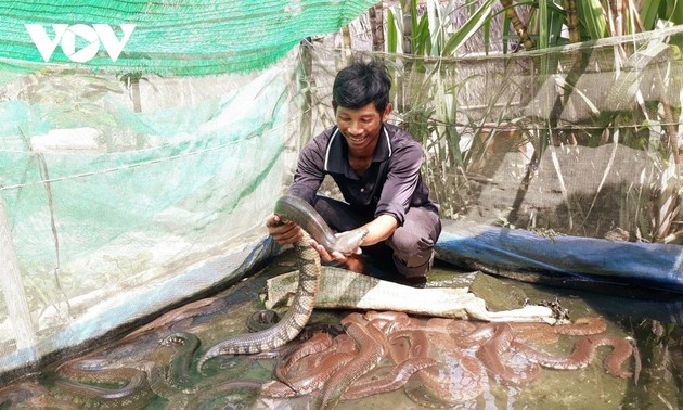 Seorang Petani Etnis Khmer Mencapai Sukses dengan Pola Menganekaragamkan Ternak dan Tanaman