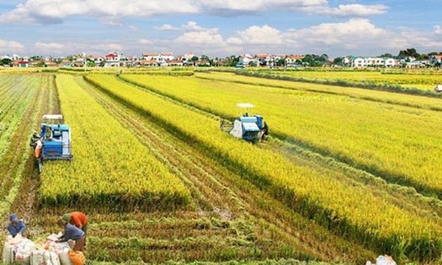 Mengembangkan Pertanian Secara Berkesinambungan: Langkah Vietnam yang Bertanggung Jawab