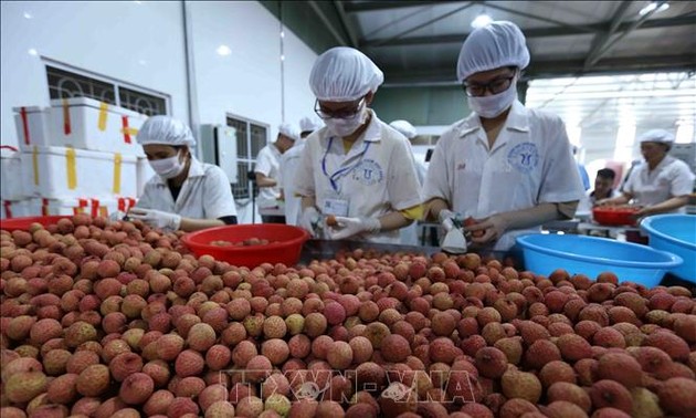 Vietnamese lychees sold in Singapore 