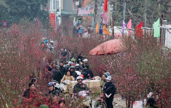 Flower villages in Hanoi bustling for Tet