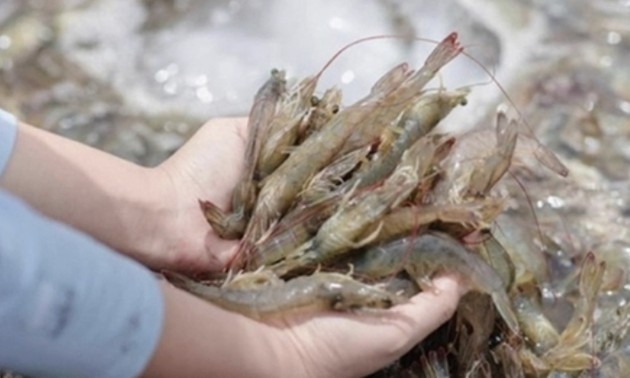 Seafood export to rebound by year end