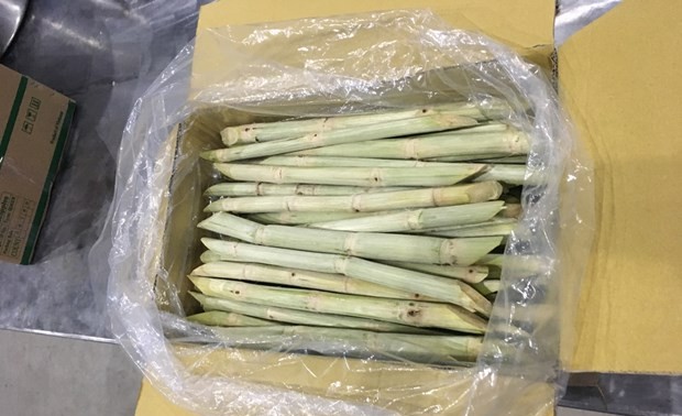 Second batch of fresh sugarcane to be ship to US