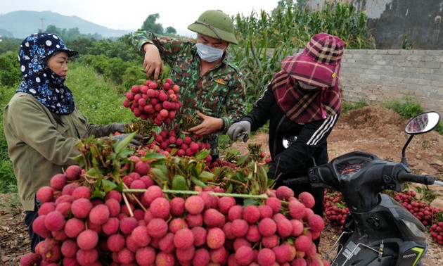 Vietnam’s economic growth projected to rebound from 2024