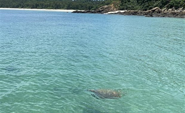 First sea turtle seen in waters off Co To in over 10 years