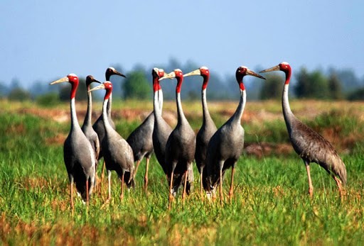 Dong Thap all set to make its National Park home again for red-crowned cranes   