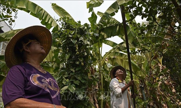 Thailand mengumumkan paket bantuan kepada para petani untuk mendorong ekonomi