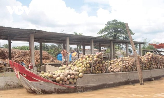 Para Petani Provinsi Ben Tre Memperhatikan Pembangunan dan Penyelesaian Rantai Nilai Hasil Pertanian