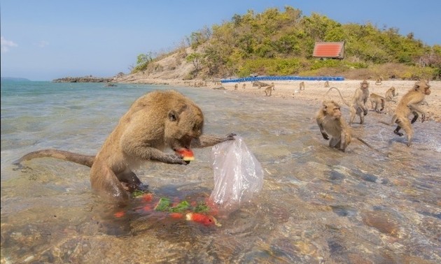 Bersinergi Memitigasi Sampah Plastik Laut