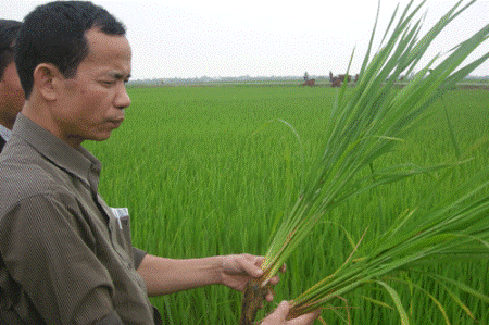 TPP-Abkommen: Impulse für vietnamesische Landwirtschaftsreform