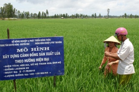 Verbesserung des Exportwerts von vietnamesischem Reis