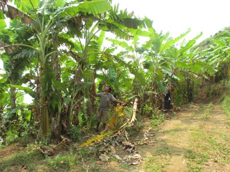 Bauern in Huoi Luong pflanzen Bananenstauden an