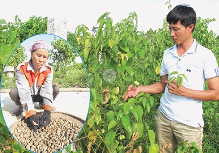 Bauer Do Thanh Khoa und der Anbau von Sacha Inchi 