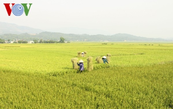 FAO prognostiziert, dass Vietnam zu den fünf weltweit größten Reisproduzenten zählt