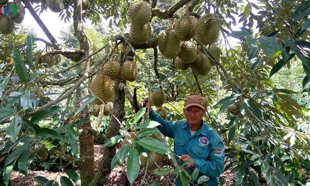 Entwicklung des Modells über Anbau von Obstsorten in Kaffee-Gärten zur Anpassung an Klimawandel