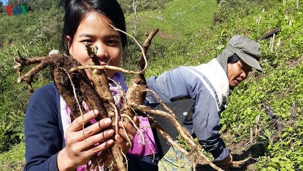 Bergkreise der Provinz Quang Nam fördern das Programm “Jede Gemeinde, ein Produkt“