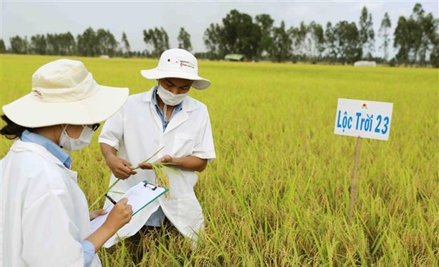Aufbau und Entwicklung der Marke für Spezialitäten im Mekong-Delta