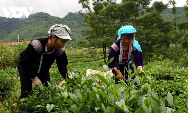 Die Provinz Lai Chau stellt Teeprodukte im Nahen Osten, in Nordafrika und in Südasien vor