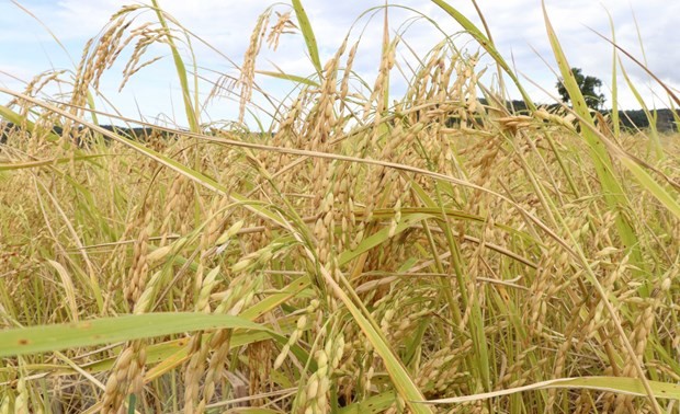 Australische und vietnamesische Experten entwickeln neue Reissorten zur Anpassung an den Klimawandel