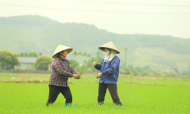 Die glücklichen Bauern in Binh Khe