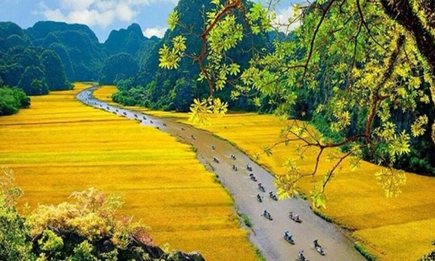 Wunderschöne Orte zur Bewunderung der goldenen Reisfelder im Herbst
