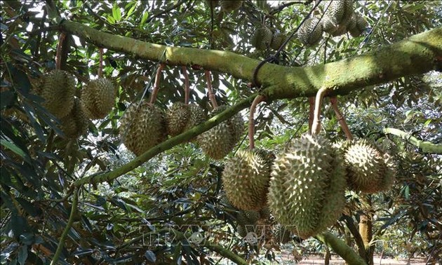 Das zweite Durian-Festival findet Ende August in Krong Pac statt