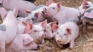 중국, 아프리카 돼지열병 예방 주사제 개발