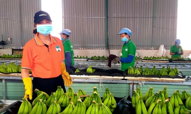 세계가 선호하는 베트남 바나나, 마카다미아