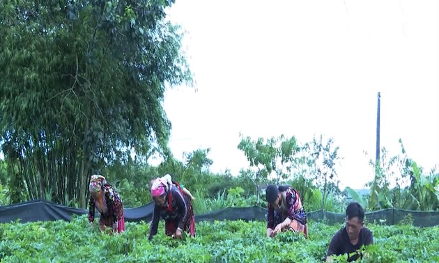 라이쩌우(Lai Châu)성 산간의 ‘넉넉한 약초 정원’