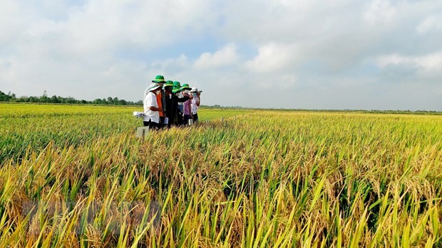 안장성, 국가 쌀 브랜드 구축 및 개발