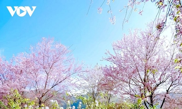 떠자이, 서북지역의 봄을 알리는 꽃